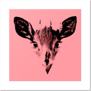 Baby deer Posters and Art